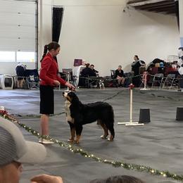Bernese Mountain Dog All Grown Up from Blue Peak Berners