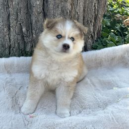 Pomsky Puppies from Lake in the hills Pomskies