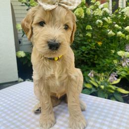 Marigold- gold - Apricot female Goldendoodle puppy in Carlton, Minnesota from Lakeside Doodles MN