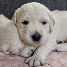 Golden Retrievers from The Golden Virtues