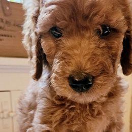 Suni - Goldendoodle puppy from Woodland Creek Goldendoodles