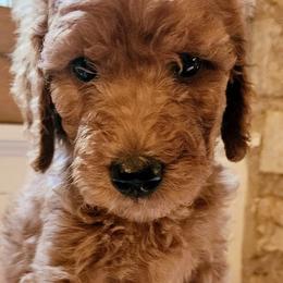 Suni - Goldendoodle puppy from Woodland Creek Goldendoodles