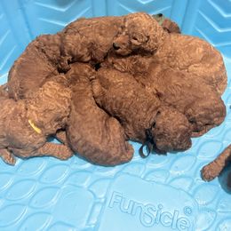 Poodle Puppies from Everyday Poodles