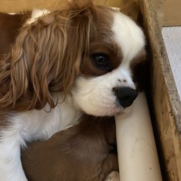 Kennedy - Cavalier King Charles Spaniel