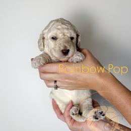 Rainbow Pop (yellow collar) - Cream female Goldendoodle puppy in Murrieta, California from Apricot Poodles & Goldendoodles, LLC