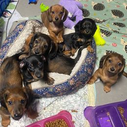 Dachshund Puppies from Yellowstone Dachshunds