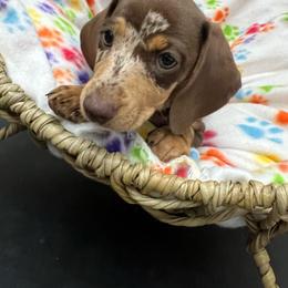 Reese - Chocolate and tan female Dachshund puppy in Brooksville, Florida from Ween Acres