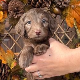 Rip - Chocolate male Goldendoodle puppy in Enumclaw, Washington from Owen-a-Doodle