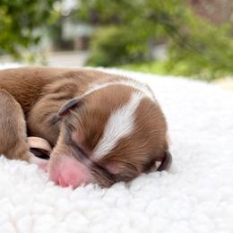 Maple - peach collar - Chocolate merle female Bernedoodle puppy in Highland, Utah from Angel Pups Deluxe