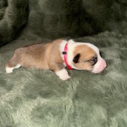 Sugar - Red female Pembroke Welsh Corgi puppy in Derby, Iowa from Newton Hay & Cattle