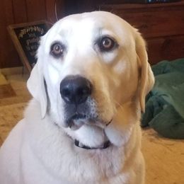 Ivory - Labrador Retriever