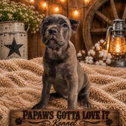 Lily - Gray brindle female Cane Corso puppy in El Paso, Texas from PaPaws Gotta Love It Kennels
