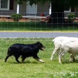 Australian Shepherd All Grown Up from Gemfire Australian Shepherds