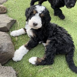 Alice red - Tri-color female Bernedoodle puppy in Bend, Oregon from Bella Ridge Farms & Dapper Doodles