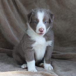 Preston - Orange Collar - Lilac male Border Collie puppy in Courtland, Alabama from C Bar C Ranch Border Collies