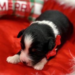Red collar - Black tri male Miniature Australian Shepherd puppy in 32046, Florida from River Hill Ranch