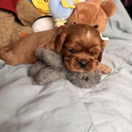Cavalier King Charles Spaniel and Cavapoo Puppies from Unicorn Tears and Cavaliers
