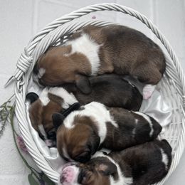 Basset Hound Puppies from AKC Basset Hounds Puppy