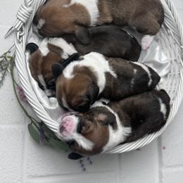 Basset Hound Puppies from AKC Basset Hounds Puppy