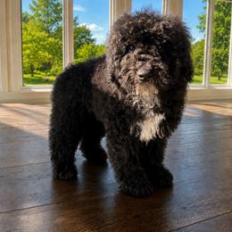 Movie - Black and white male Sheepadoodle puppy in North Royalton, Ohio from Johnson's Doodles