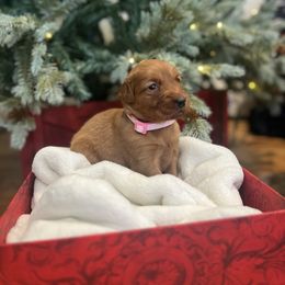 Mistletoe - Dark golden female Golden Retriever puppy in Provo, Utah from Rocky Mountain Field Goldens