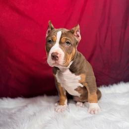 Ygritte - Chocolate tri-color female American Bully puppy in Nashville, Tennessee from SimplyBullies