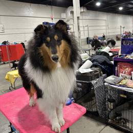 Collie, English Setter, and Shetland Sheepdog All Grown Up from Cove Run Kennels