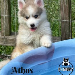 Athos - Silver male Pomsky puppy in Eastman, Georgia from Once Upon A Pomsky