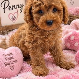 Cavapoo, Goldendoodle, Maltipoo, Morkie, Shihpoo, and Yorkipoo Puppies from Jenny La Bone