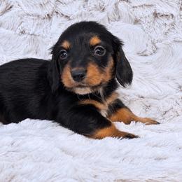 Poppy - Black and tan female Dachshund puppy in Farmington, Missouri from Eva Leas Pups