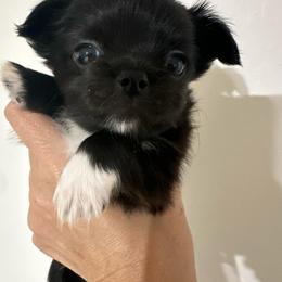 Minnie - Black female Chihuahua puppy in El Sobrante, California from Dolce Coco Chihuahuas
