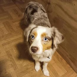 Ginger - Red merle female Toy Australian Shepherd puppy in Southport, North Carolina from Small Mini/Toy Aussies