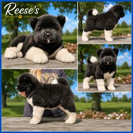 Reeses - Black, fawn undercoat male Akita puppy in Chillicothe, Missouri from TLC Akitas