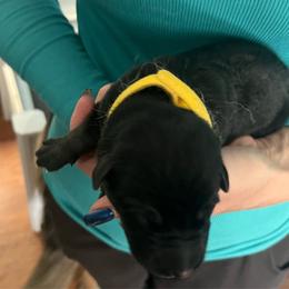 Yellow collar - Black and tan female German Shepherd puppy in Rushsylvania, Ohio from Surgenor Shepherds!
