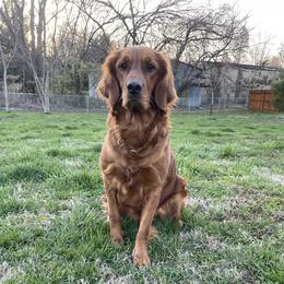 Zola - Golden Retriever