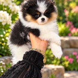 Versace - Tri-colored female Pomeranian puppy in Grand Prairie, Texas from D’ Pomlovers
