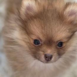 Starla Moon - Chocolate sable female Pomeranian puppy in El Centro, California from BabyBooPoms