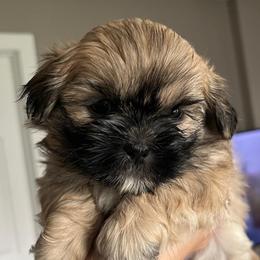 Callie - Brindle female Shih Tzu puppy in Reading, Michigan from You Little Shih-tzu’s 😊