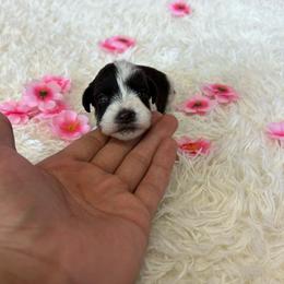 Susie - Parti female Miniature Schnauzer puppy in Clover, South Carolina from Bobo’s Babies Kennels