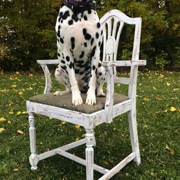 Dalmatians from Darling Dalmatians