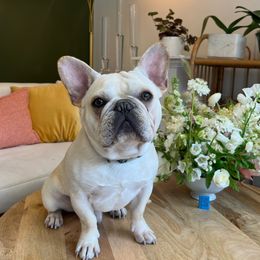 Mr. Cash - French Bulldog