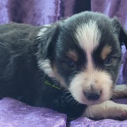 Rocket - Black tri male Miniature Australian Shepherd puppy in Deer Park, Washington from Rodeo Aussies