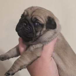 Trudy - Fawn female Pug puppy in Olin, North Carolina from Piggy Pugs