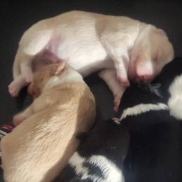 Girl 1 - female Border Collie puppy in Powder Springs, Georgia from Snowbird Border Collies