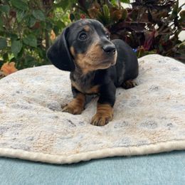 Cole - Dapple male Dachshund puppy in Lakeland, Florida from Cynthia’s Royal Dachshunds