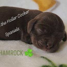 AKC Shamrock - Brown male Cocker Spaniel puppy in Morristown, Tennessee from Down in the Holler