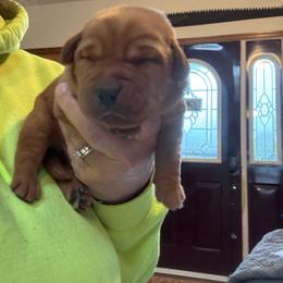 Girl 5 - Yellow female Labrador Retriever puppy in Nova, Ohio from Cary’s Buck Creek Farm LLC
