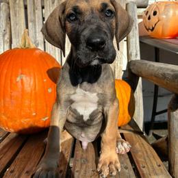 Cashmere - Fawn male Great Dane puppy in Wellsville, New York from Prophecy Danes