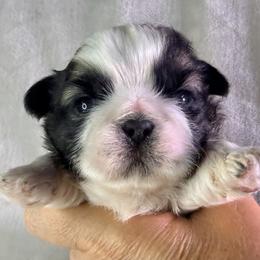 Reese - Red and white male Shih Tzu puppy in Winston Salem, North Carolina from Little Miracles Shih Tzu