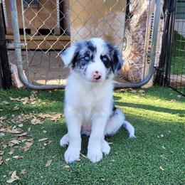 Cosmo - Slate merle male Border Collie puppy in Morgan, Texas from Shooting Star Ranch